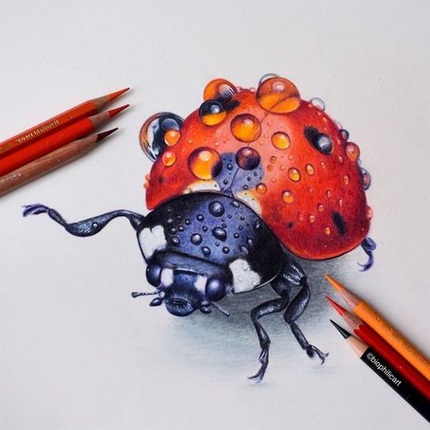 Colored Pencil Artwork Ideas, Beautiful Pencil Drawings, Color Pencil Sketch, Prismacolor Art, Colored Pencil Artwork, Colored Pencil Set, Insect Art, Colored Pencil Drawing, Pencil Art Drawings