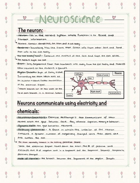 Neuron Notes Nervous System, Neurosurgeon Aesthetic Notes, Neuroscience Notes, Neurology Notes, Neurology Aesthetic, Neurosurgeon Aesthetic, Psych Notes, Brain Anatomy And Function, Notes Biology