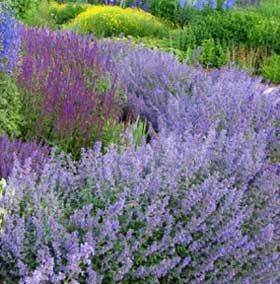 Catmint Plant 'Walkers Low' Catmint Plant, Low Maintenance Plants, Perennial Garden, Dream Garden, Walkers, My Favorites, Low Maintenance, Garden Ideas, Landscape Design