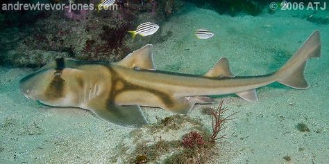 Port Jackson Shark, Types Of Sharks, 4 Tattoo, The Fish, Fish Pet, Kangaroo, Australia, Fish, Animals