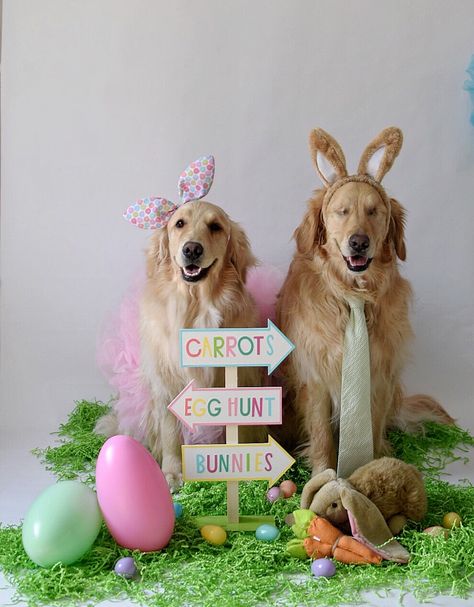 Happy Easter 🐣🐰@thegoldensrule Easter Dog Photoshoot, Easter Dog Photos, Easter Pet Photos, Christmas Lights Photoshoot, Lights Photoshoot, Easter Dogs, Easter Beagle, Dog Christmas Pictures, Dog Easter