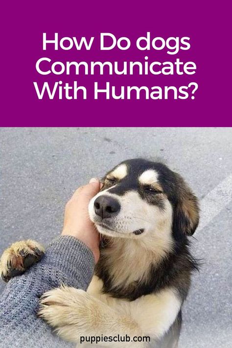 how-do-dogs-communicate-with-humans Raising Puppies, Funny Talking Dog, Dog Fails, Dog Wellness, Trending Shorts, Dog Cuts, Dog Projects, Best Dog Breeds