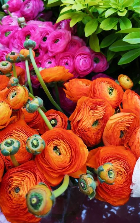 Rinoculous Flowers, Ranunculus Wedding Bouquet, Ranunculus Flowers, Flowers For Sale, Nothing But Flowers, Beautiful Flower Arrangements, Fresh Cut Flowers, Hanging Garden, Fresh Cut