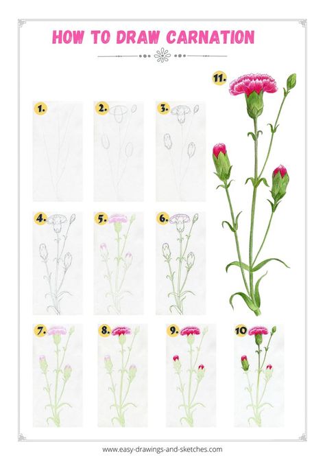 Carnation Drawing, Easy Flower Drawings, Flower Step By Step, Flower Drawing Tutorials, Carnation Flower, Sketches Tutorial, Color Pencil Drawing, Learn How To Draw, Single Flower