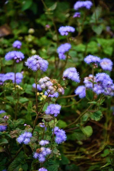 Clicked by me (Nikon DSLR D7200) Location: Kalimpong Follow for more 🤗 #Nature #Naturephotography #Hills #Flora #Flower #Bluemink #Evergreen Nikon Dslr, Follow For More, Nikon, Nature Photography, Plants, Flowers, Photography, Nature