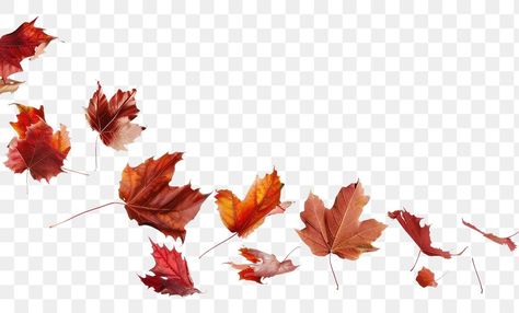 Autumn Png Aesthetic, Fall Overlay, Autumn Leaves Falling, Fall Leaves Png, Collage Pics, Leaves Png, Leaf Animals, Leaves Falling, Autumn Png