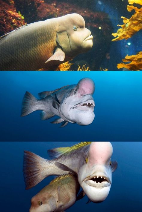 The Asian sheepshead wrasse, or Kobudai, is one of the weirdest fish in the ocean. Not only do these species feature weird looks, but they also have a weird ability to change gender. Let’s dive deeper to find out 7 fun facts about these Asian sheepshead wrasses. Fish In The Ocean, Weird Look, Weird Fish, Night Sky Wallpaper, Life Aquatic, Sculpture Projects, Water Life, Reptiles And Amphibians, Ocean Creatures