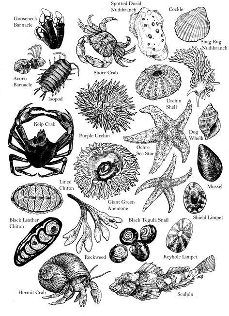 Print of a pen drawing depicting some of my personal finds in the coastal tide pools of Oregon. Each sea critter has its name printed for identification.  Printed on a bright white, heavy card stock (8.5x11 inches). The image is scaled to fit an 8x10 inch mat board and 11x14 inch frame. Ocean Themed Knee Tattoo, Tide Pool Tattoo, Tide Pool Illustration, Tide Pool Art, Ocean Theme Drawings, Coastal Illustration, Ocean Sleeve, Pool Drawing, Ocean Art Painting