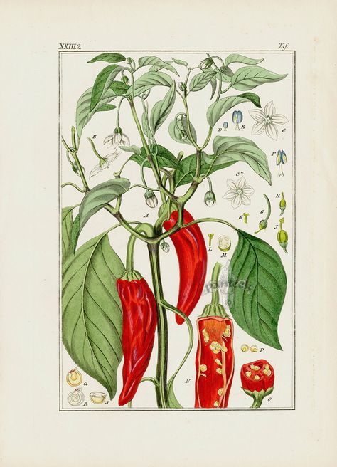 Botanical Prints Free, Botanical Illustrations, Scientific Illustration, Botanical Drawings, Antique Prints, Botanical Illustration, Botanical Art, Botanical Prints, Peppers