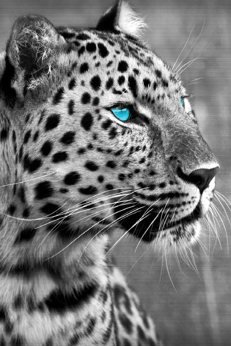 Pretty blue eyes... :) Snow Leopard Drawing, Snow Leopard Tattoo, African Animals Photography, Leopard Drawing, Jaguar Animal, Leopard Tattoos, Lion Head Tattoos, Lion Photography, Wild Animals Pictures