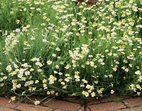 Roman Chamomile  Scented Chamaemelum nobile thrives in hot, dry conditions. Cut stems back to two inches from the ground after the plant blooms to maintain its compact form. ZONES 4-9 Ground Cover Perennials, Ground Cover Flowers, Roman Chamomile, Border Plants, Ground Cover Plants, Drought Tolerant Plants, Chamomile Flowers, Garden Tours, Growing Flowers