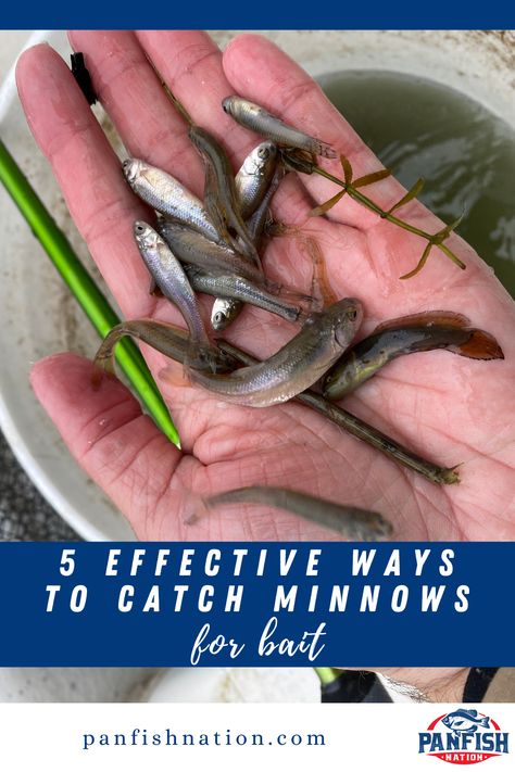 5 Effective Ways to Catch Minnows for Bait | Panfish Nation Diy Minnow Trap, Minnow Trap, Crappie Jigs, Trout Bait, Catfish Fishing, Fish Tales, Bass Fishing Tips, Crappie Fishing, Fishing Adventure