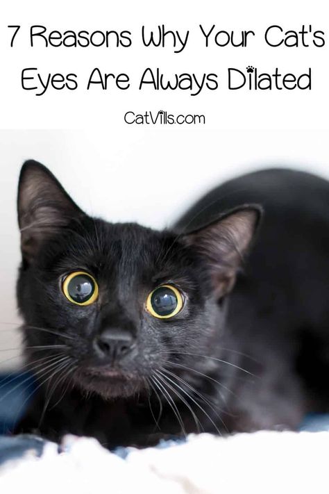 Cat Pupils, Eye Meaning, Cats Eyes, Older Cats, Healthy Cat, Types Of Eyes, Senior Cat, Cat S, Cat Behavior