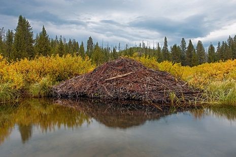 Beaver lodges are only accessible through an underwater entrance, which offers them protection against enemies, cold and heat. Beavers regulate the water level and the number of water surfaces using dams. In doing so, they protect the entrance of the lodge, create new food sources, and make the transportation of food and building materials easier on themselves. Wood Ants, Beaver Lodge, Nest Building, Beaver Dam, Wyoming, Animal Kingdom, World's Best, Mammals, Beautiful Homes