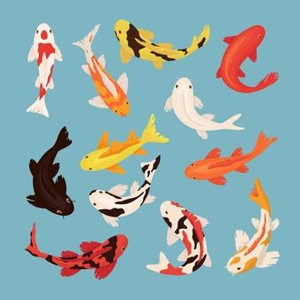 Koi Fish Pattern Design, Koi Pond Top View, Pond Top View, Koi Pond Drawing, Koi Fish Cartoon, Wall Shark, Fish Top View, Koi Fish Photography, Koi Fish Vector