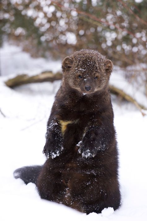 Fisher Cat Pictures, Michigan Wildlife, Fisher Animal, Wilderness Animals, Honey Badgers, Fisher Cat, Animal Heart, Deep Snow, Wild Animals Pictures