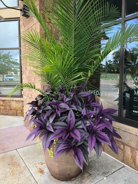 Tropical Porch Decor, Sun Containers Planters, Potted Plants Patio, Pool Plants, Bedroom Wall Decor Ideas, Tanaman Pot, Home Backyard, Porch Plants, Patio Flowers