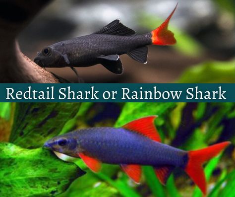 Rainbow Shark, Fresh Water Fish Tank, Fresh Water Tank, Aquascaping, Freshwater Fish, Betta Fish, Tropical Fish, Aquarium Fish, Fish Pet