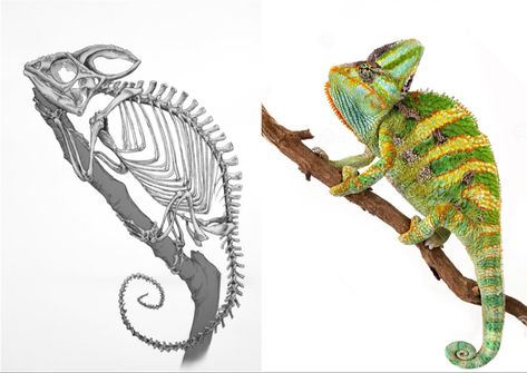 Animal Skeleton Tattoo Ideas, Chameleon Skeleton, Vet Anatomy, Creature Anatomy, Chameleon Tattoo, Skeleton Drawings, Animal Skeletons, Vbs 2024, Skeleton Tattoos