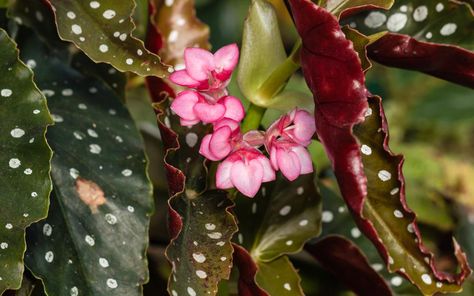 A reader asks for advice on how to share an angel wing begonia. iStock / Special to The Forum Angel Wing Begonia, Bamboo Canes, Houseplant Care, Jade Plants, Peat Moss, Free Plants, Mother Plant, Yellow Leaves, Little Garden