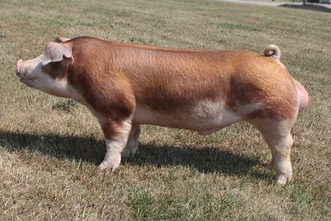 Hereford Pig. A boar. Hereford Pigs, Hampshire Pig, Pig Breeds, Hereford Cattle, Cute Piglets, Showing Livestock, Pig Art, New Rochelle, Pig Farming