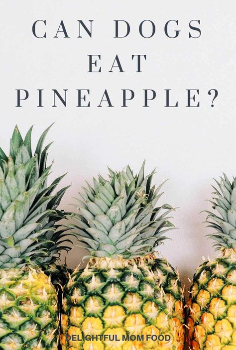 There are moments when we are cooking and a piece of food falls to the ground like pineapple, and we quickly question "can dogs eat pineapple". Is the fruit safe for dogs? #pineapple #dogs #candogseatpineapple #pineapplefruit #foods #dogscaneat #whatcandogseat | Delightful Mom Food Pineapple Plant Care, Mucus In Stool, Orange Juice Recipes, Pineapple Plant, Pineapple Benefits, Growing Pineapple, Pineapple Planting, Detox Salad, Pineapple Fruit