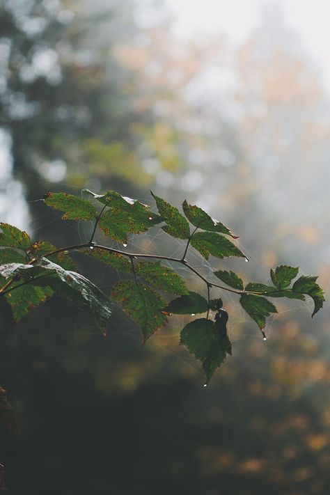 Nature Reference, Rainy Mood, Morning Rain, Love Rain, Green Power, Beautiful Life, Rainy Days, In The Woods, A Tree