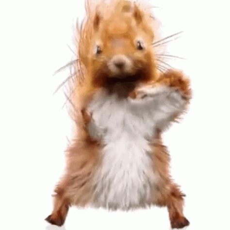 Squirrel Quotes, Dancing Squirrel, Squirrels Funny, Squirrel Humor, Funny Squirrel Pictures, Cute Gifs, Squirrel Pictures, Dancing Animals, Squirrel Funny