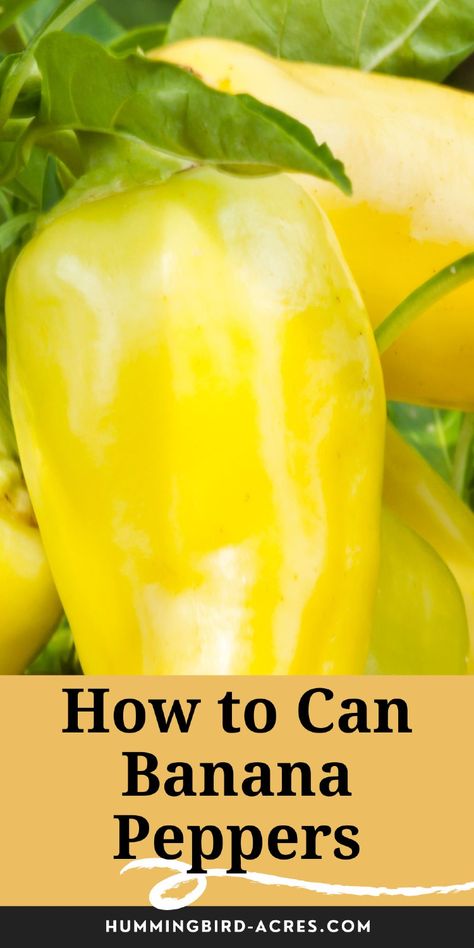 Looking for an easy way to preserve banana peppers? This simple canning guide will help you keep their fresh flavor all year long! Perfect for beginners! Canning Yellow Banana Peppers, Canning Banana Peppers Rings, Canning Mild Banana Peppers, Canning Banana Peppers Water Bath, Fermenting Banana Peppers, Canning Banana Peppers, Sweet Banana Peppers, Hot Banana Peppers, Types Of Peppers