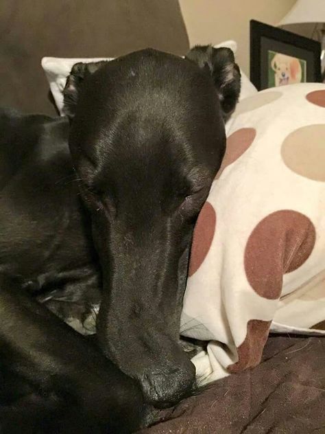 Kirk has a silly little bendy nose, or Bent Nose Syndrome (BNS).  He is available!  http://www.galtx.org/hounds/kirk.shtml Bent Nose, Greyhound Adoption, Save My Life, Greyhound, The Fosters, Adoption, Dogs, Animals