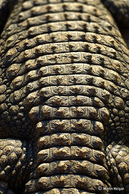 Crocodile Close Up, Patterns In Animals, Crocodile Armor, Texture In Nature, Animal Scales, Crocodile Scales, Animal Skin Pattern, Chest Armor, Scale Texture