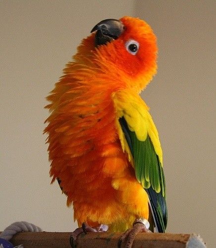 Sun Conure Parrot, Conure Bird, Conure Parrots, Birds Photography Nature, Bird Mom, Sun Conure, Parrot Pet, Hope Is The Thing With Feathers, Parrots Art