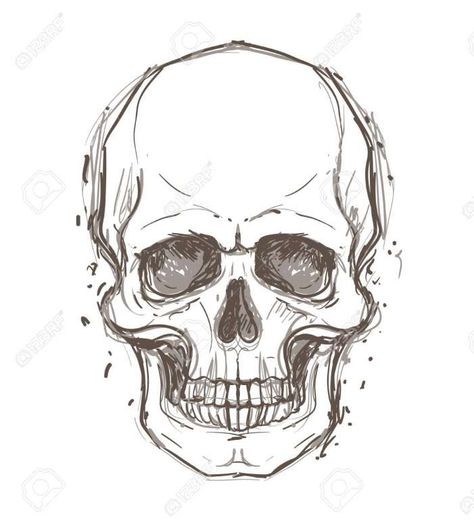 Skeleton Head Drawing, Human Skull Drawing, Skull Drawing Sketches, Skull Sketch, Skeleton Drawings, Skull Art Drawing, Výtvarné Reference, Skulls Drawing, Human Anatomy Art