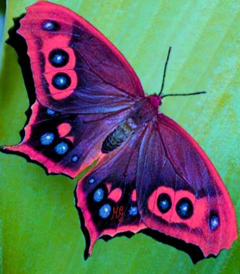 Beautiful Butterfly Images, Colorful Moths, Most Beautiful Butterfly, Cool Insects, Nature Macro, Beautiful Butterfly Pictures, Papillon Butterfly, Beautiful Butterfly Photography, Animal Accessories