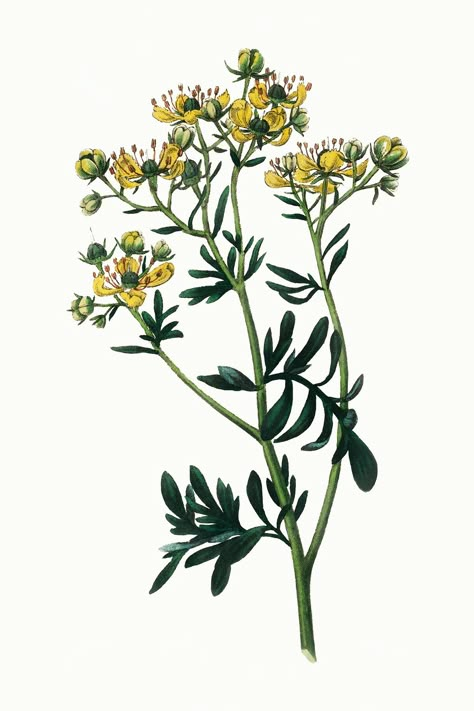 Medicinal vintage rue plant illustration | free image by rawpixel.com Rue Tattoo, Ruda Plant, Rue Flower, Rue Plant, Rue Herb, Herbs Image, Herbs Illustration, Plant Sketches, Garden Tattoos