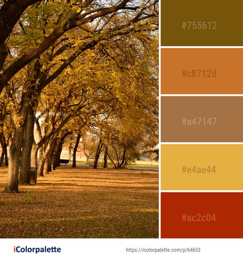 Color Palette ideas from 191 Autumn Images | iColorpalette Maidenhair Tree, Autumn Images, Fall Color Schemes, Yarn Color Combinations, Autumn Leaf Color, Color Palette Ideas, Fall Palette, Palette Ideas, To Autumn