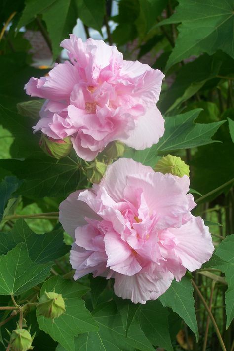 My Confederate Rose bush .... these look just like Mom's. no photo will do the flowers justice, they are simple gorgeous.... truly my very favorite flower ever. Flower Garden Images, Strange Flowers, Good Night Flowers, Beautiful Pink Flowers, Giant Flowers, Flower Therapy, Charming Garden, Pink And White Flowers, Rose Bush