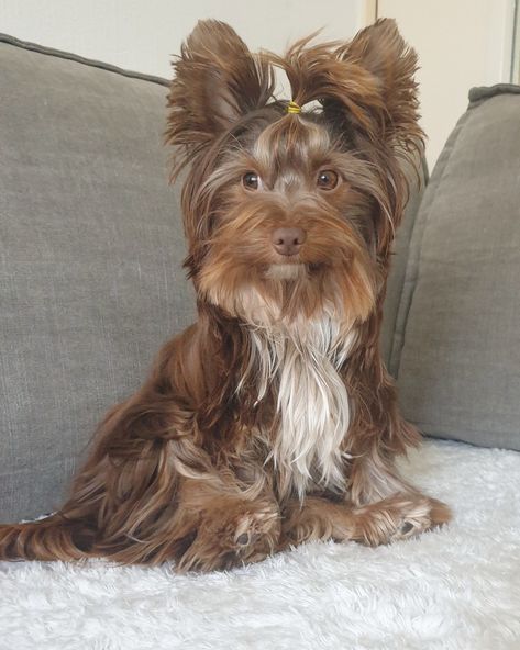 Yorkie Puppy Haircuts, Yorkie Puppy Cut, Chocolate Yorkie, York Terrier, Yorkie Hairstyles, Biewer Terrier, Puppy Cut, Yorkie Lovers, Yorkie Dogs