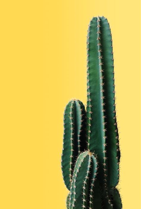 Green And Yellow Aesthetic, Green Yellow Aesthetic, Cactus Background, Yellow Cactus, Cactus Wallpaper, Cactus Photography, Plant Background, Small Cactus, Fantasy Background