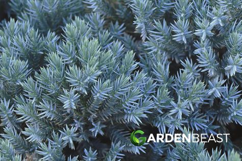 Blue Star Juniper Guide: How to Grow & Care for “Juniperus Squamata ‘Blue Star'” Blue Star Juniper Shrub, Juniperus Squamata Blue Star, Blue Arrow Juniper, Blue Point Juniper, Juniper Shrub, Juniperus Squamata, Juniper Plant, Blue Star Juniper, Juniper Bush