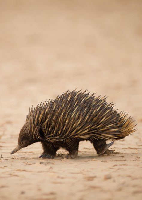 Echidna Illustration, Echidna Animal, Echidna Tattoo, Echidna Drawing, Australian Marsupials, Animals In Australia, Australia Drawing, Australian Mammals, Animal Cutouts