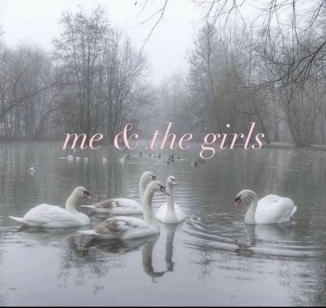 Girlblogger Aesthetic, Miss Americana, Aesthetic Tumblr, Blogger Girl, Girl Blog, Swans, What’s Going On, Just Girl Things, Just Girly Things