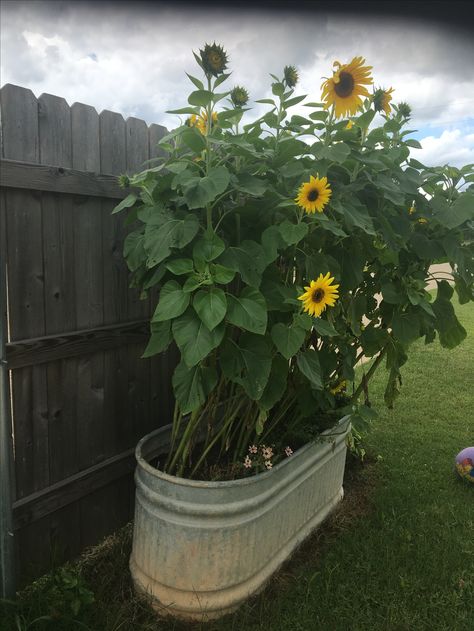 May Sunflowers in Nanny's trough Water Trough Planter Fall, Sunflower Planting Ideas Backyards, Sunflowers Planting Ideas, Sunflowers Backyard, Feeding Trough Planter, Flowers In Horse Trough, Sunflowers In Containers, Metal Horse Trough Planters, Bathtub Garden