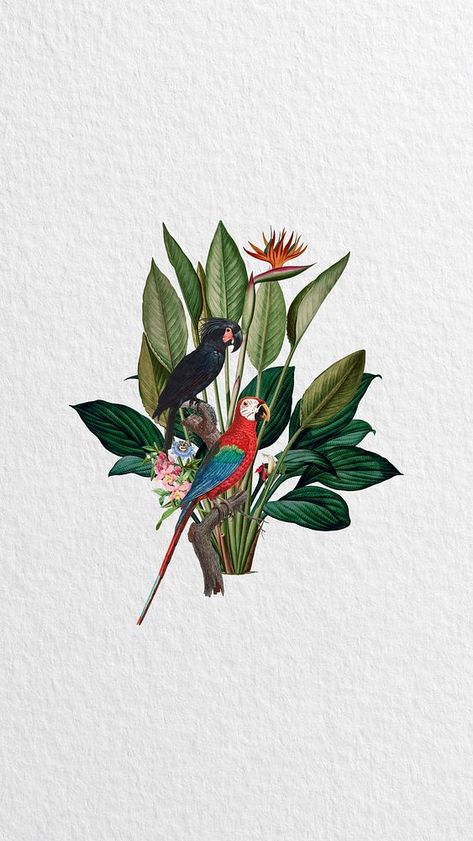 Vintage parrots iPhone wallpaper, botanical illustration. Remixed by rawpixel. | premium image by rawpixel.com / Adjima Calender Print, Parrot Illustration, Template Editing, Wallpaper Botanical, Tropical Art Print, Birds Wallpaper, Animal Vector, Vintage Parrot, Parrots Art