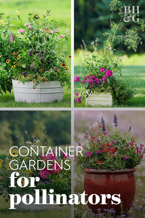 Want to support the bees, hummingbirds, and butterflies but don't have space for a full garden? Try these containers filled with pollinator-friendly plants. #gardening #gardenideas #pollinatorgarden #containergarden #bhg Pollinator Garden Plans, Pollinator Garden Design, Full Garden, Bee Friendly Flowers, Diy Container Gardening, Butterfly Garden Design, Bee Friendly Garden, Habitat Garden, Pollinator Plants