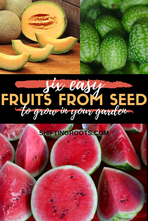 Just because you live in a cold climate doesn't mean your options for growing fruit are limited!  Here's a list of six easy fruits you can grow from seed in your garden or in pots and containers in your backyard. #growingfruit #melons #gardening #hardyfruit #Canada #zone3 Vertical Container Gardening, Gemüseanbau In Kübeln, Yummy Veggies, Grow From Seed, Gardening Equipment, Container Garden Design, Container Vegetables, Home Vegetable Garden, Container Gardening Vegetables