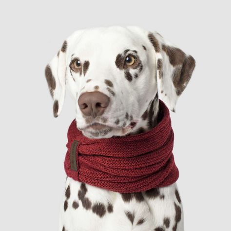 Scarves in Maroon, Canada Pooch Dog Scarf Knitted Dog, Dog Snood, Dog Crochet, Dog Scarf, Pet Scarf, Dog Apparel, Dog Items, Pet Fashion, Dog Scarfs