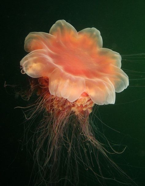 Lion's Mane Jellyfish, Creature Marine, Lions Mane, Jellyfish Design, Jellyfish Tattoo, Nature Projects, Lion's Mane, Beautiful Sea Creatures, Lion Mane