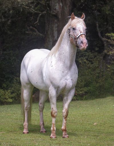 Appaloosa & Sportaloosa stallion at stud in New Zealand - Skip's Supreme at Sparkling Acres Appaloosa Stud White Appaloosa, Spotted Appaloosa, Cherokee Indian, Horse Colors, Quarter Horses, American Quarter Horse, Most Beautiful Horses, Appaloosa Horses, Horse World