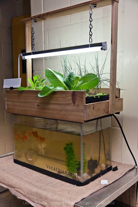 40 Smart Mini Indoor Garden Ideas - Bored Art Indoor Aquaponics, Backyard Aquaponics, Diy Fish Tank, Aquaponics Fish, Aquaponics Diy, Aquaponic Gardening, Diy Tank, Plants Growing, Meteor Garden 2018